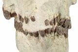 Fossil Running Rhino (Hyracodon) Skull - South Dakota #192112-2